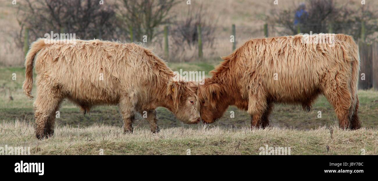 La RSPB Saltholme à Highland cattle Banque D'Images