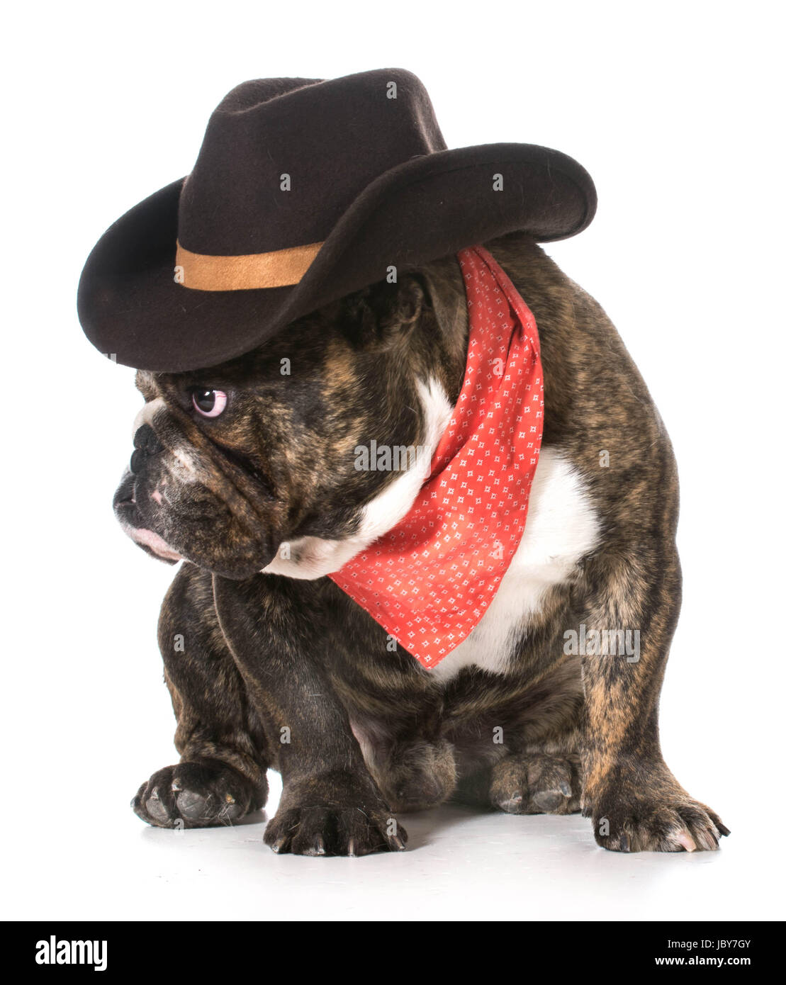 Pays - chien bulldog Anglais portant chapeau de cow-boy et bandana rouge  sur fond blanc Photo Stock - Alamy