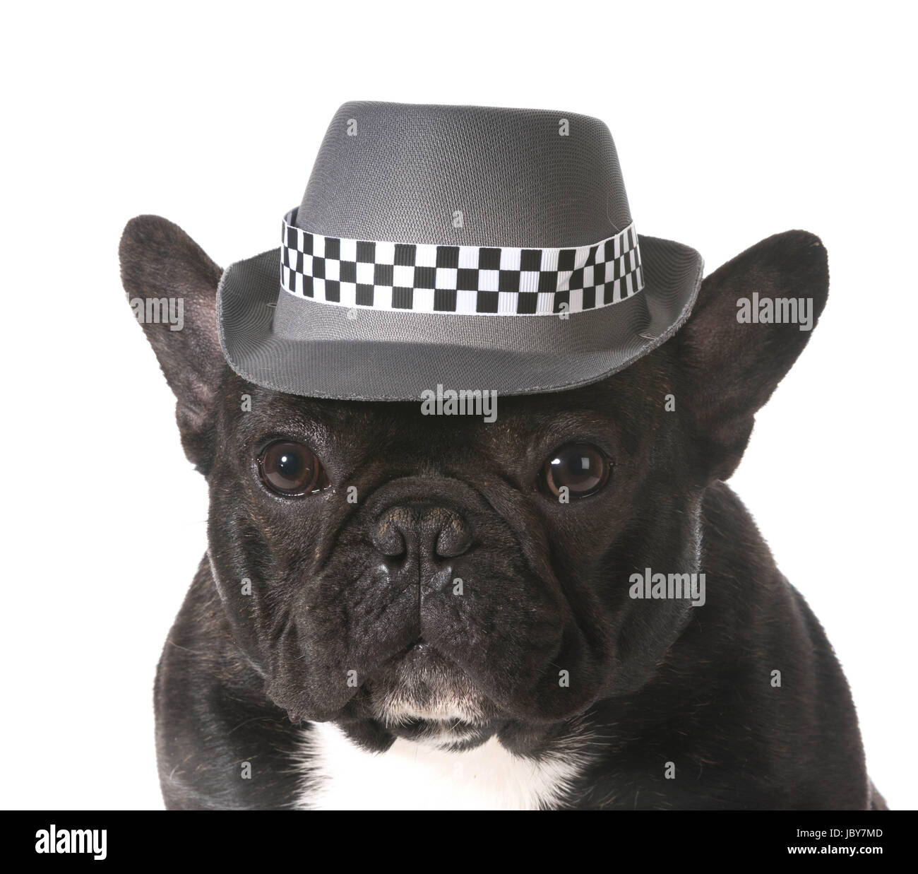 Bouledogue français portant fedora hat Banque D'Images