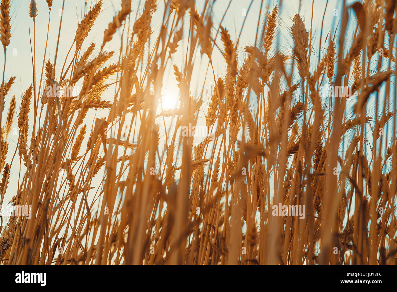 Champ de blé d'or. Une nature magnifique coucher de soleil paysage. contexte de la maturation des épis de blé meadow field. Banque D'Images