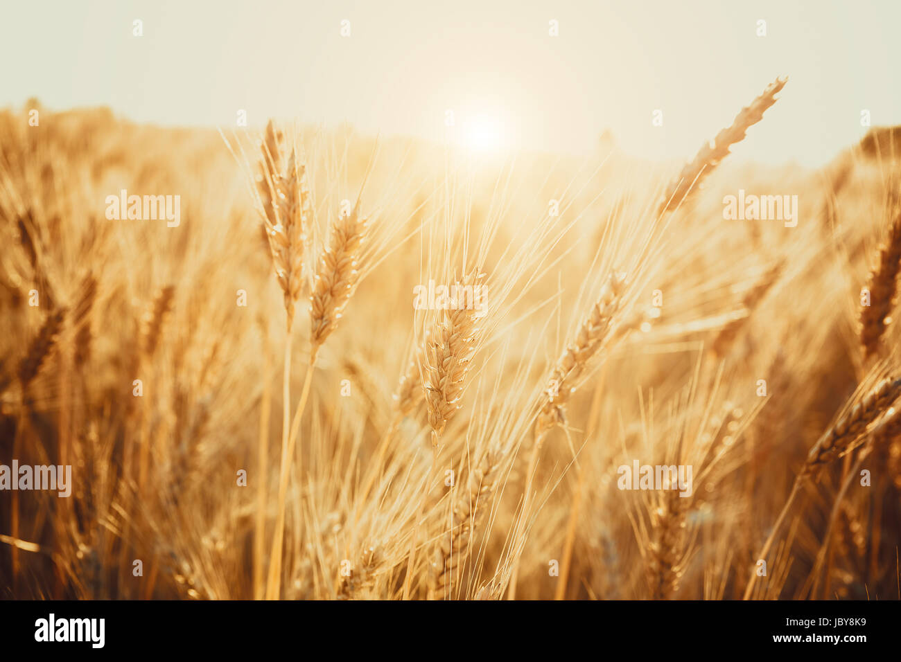 Champ de blé d'or. Une nature magnifique coucher de soleil paysage. contexte de la maturation des épis de blé meadow field. Banque D'Images