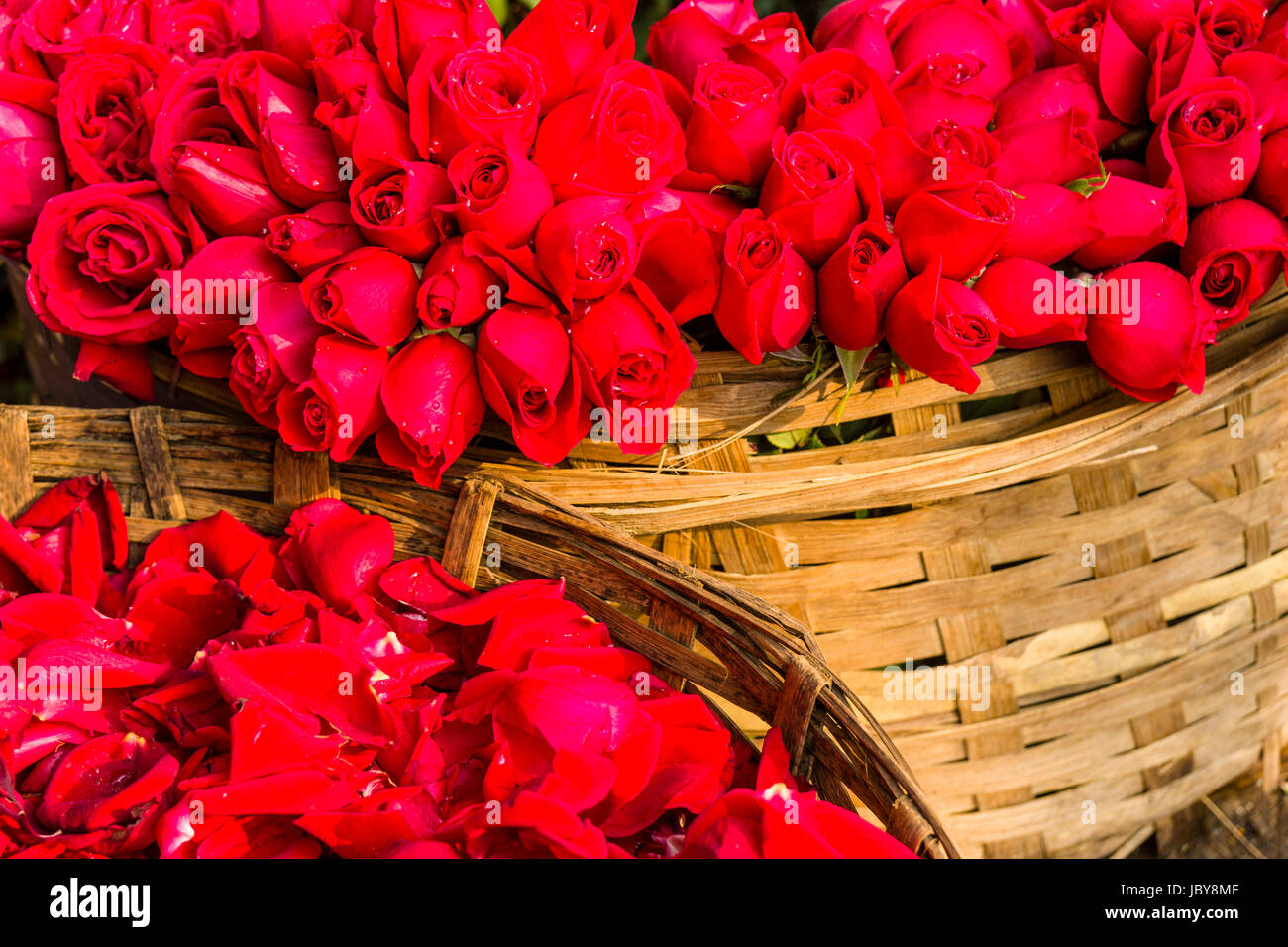 Bottes de fleurs rose rouge sont vendus par les vendeurs sur le marché aux fleurs tous les jours ci-dessous howrah bridge Banque D'Images