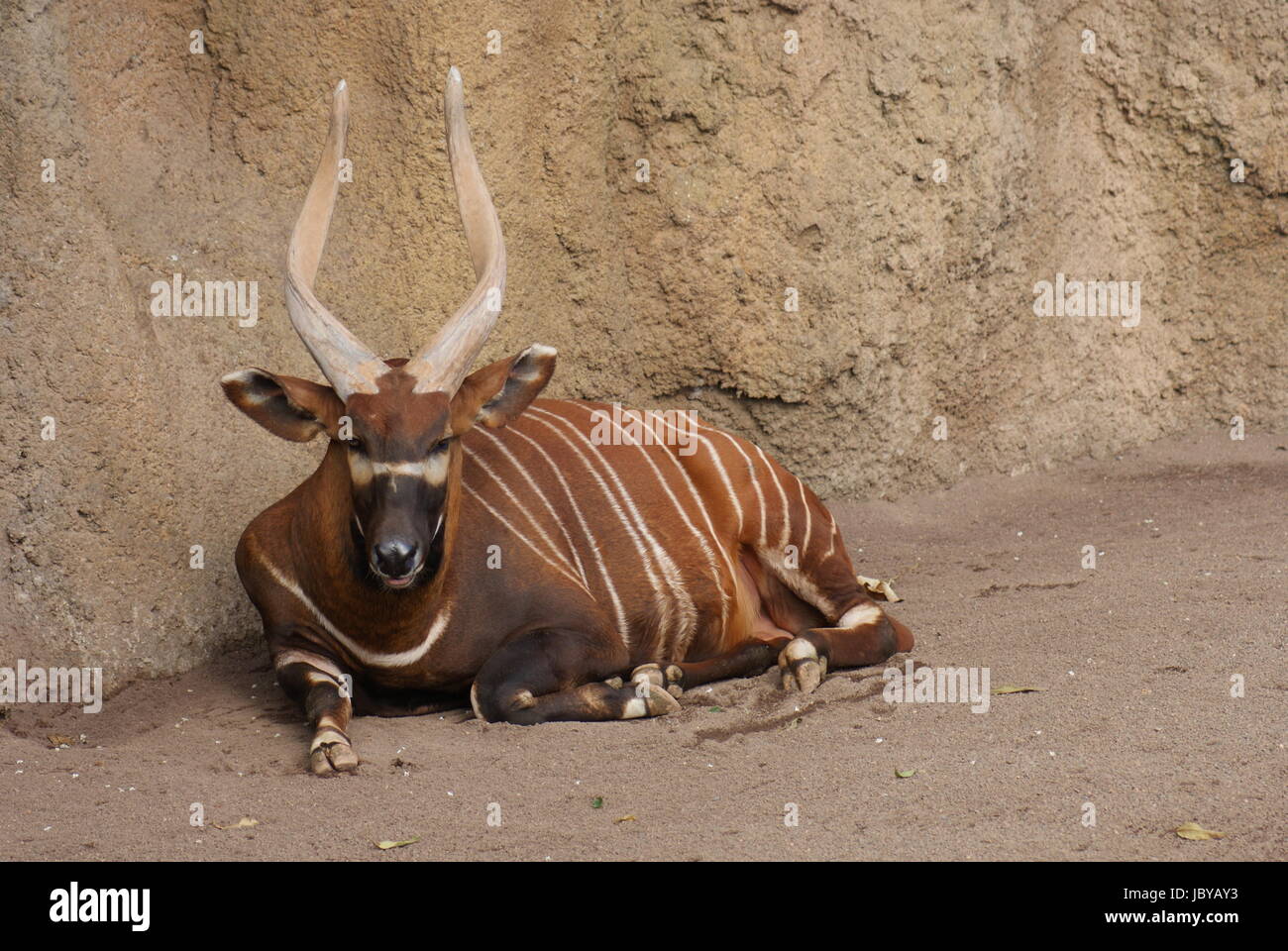 Bongo - Tragelaphus eurycerus orientale isaaci Banque D'Images