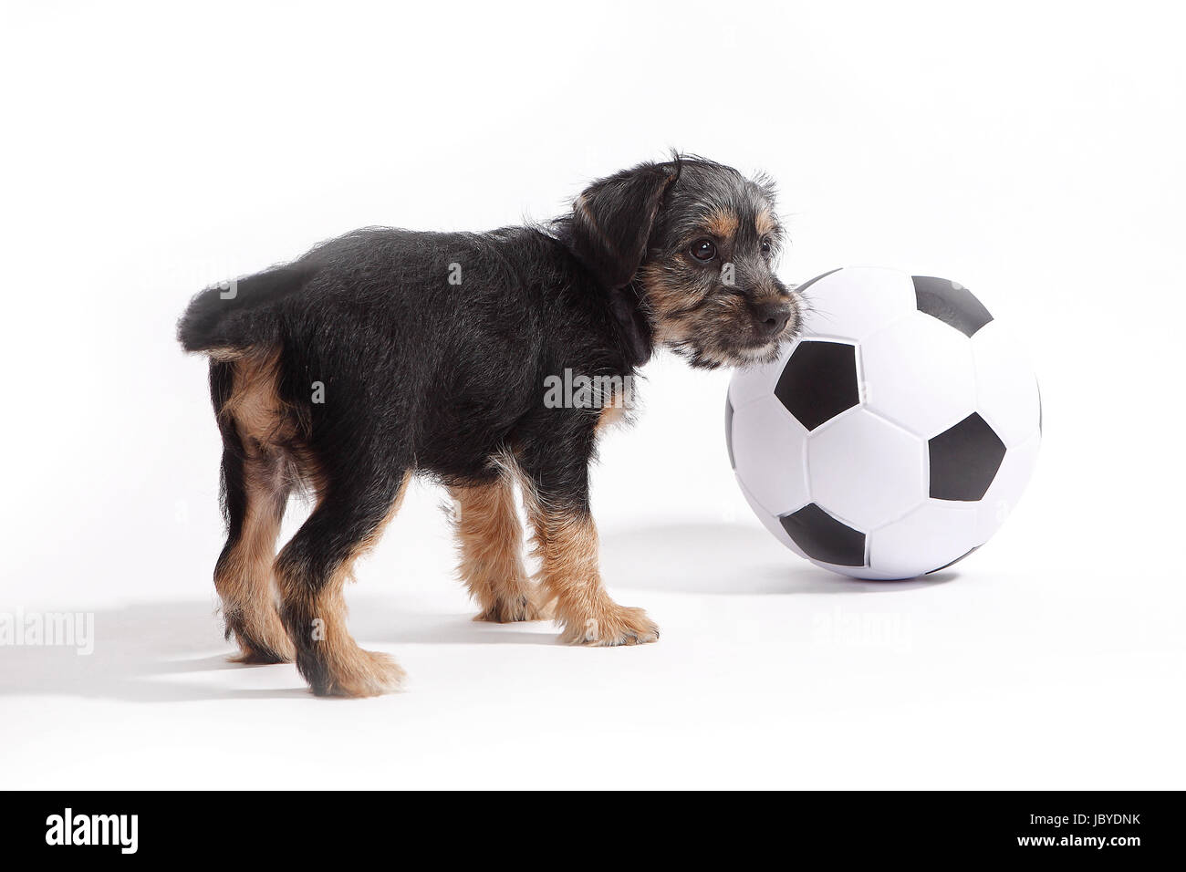 Chiot avec football in front of white background Banque D'Images