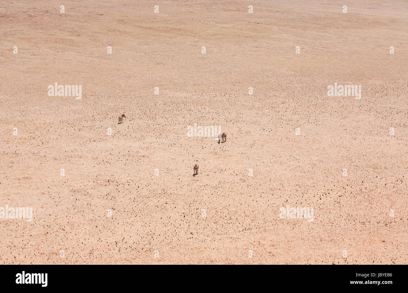 La désolation, l'éloignement : quatre mountain zebra (Equus zebra) debout dans le sombre, searingly chaud, sans caractéristique du désert du Namib, Namibie, Afrique du sud-ouest Banque D'Images