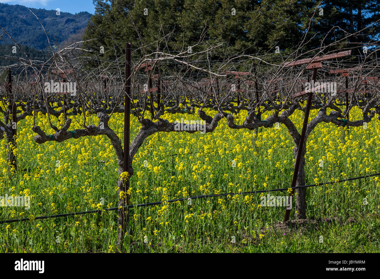 Vignoble de raisin, vigne, vignes, vu de l', Hall Winery, Saint Helena, Napa Valley, Comté de Napa, Californie, Etats-Unis, Amérique du Nord Banque D'Images