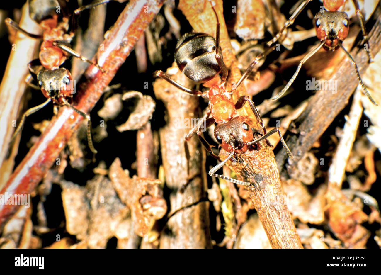 Fourmi rouge sur la colline Banque D'Images