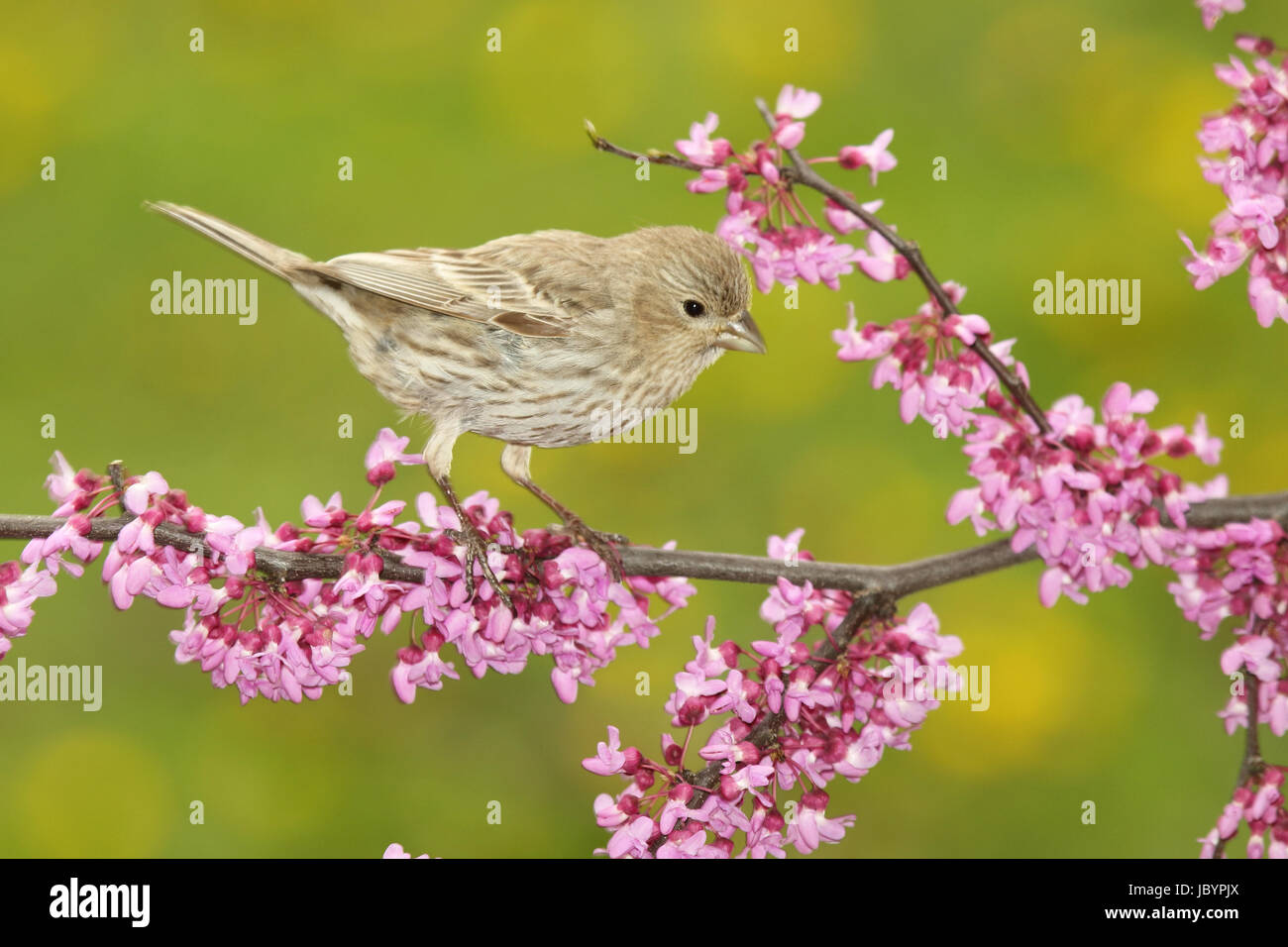 Une femelle Roselin familier se penchant de redbud Banque D'Images