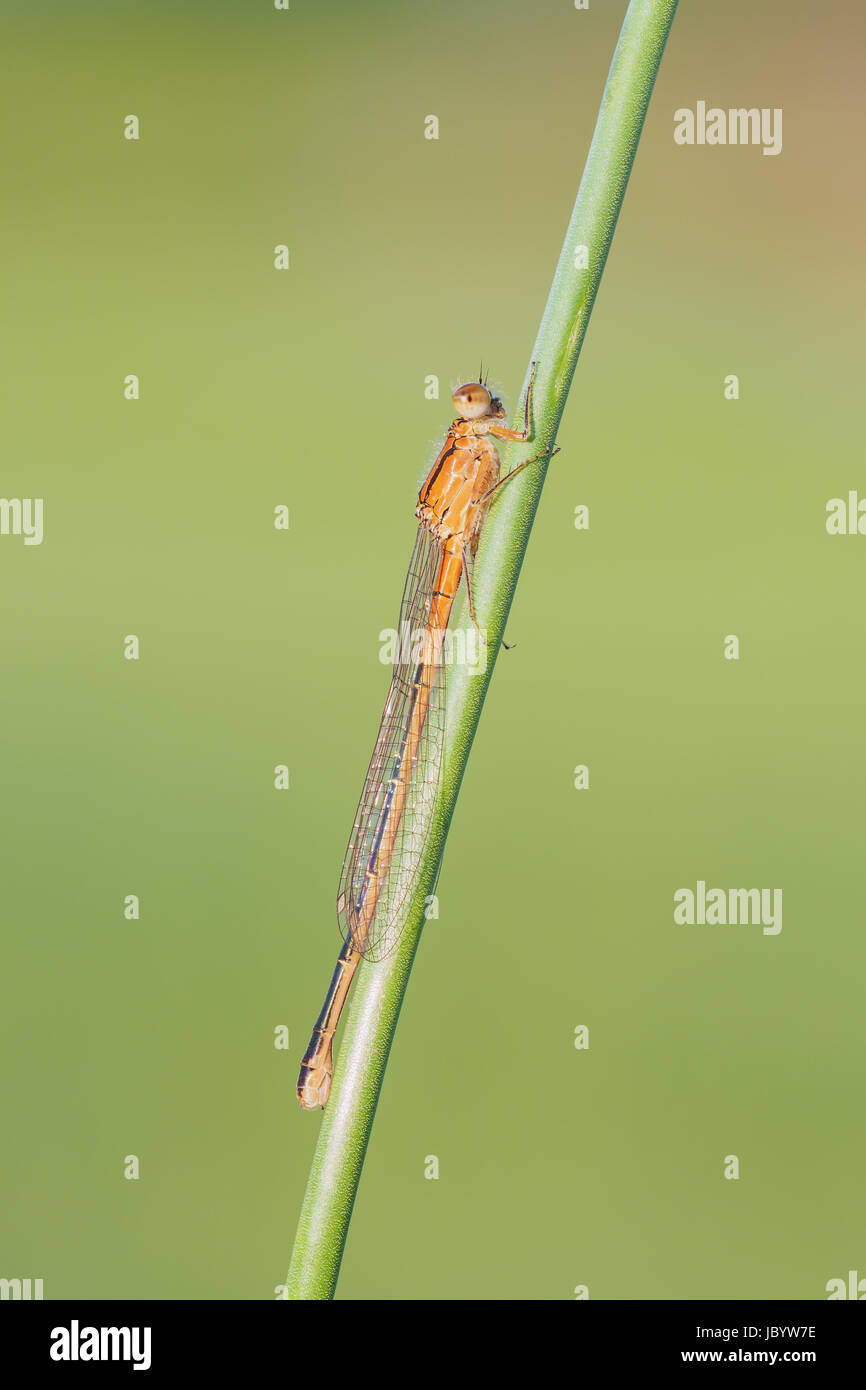 L'est une femelle (Forktail Ischnura verticalis) perché sur un demoiselle tige de la plante. Banque D'Images