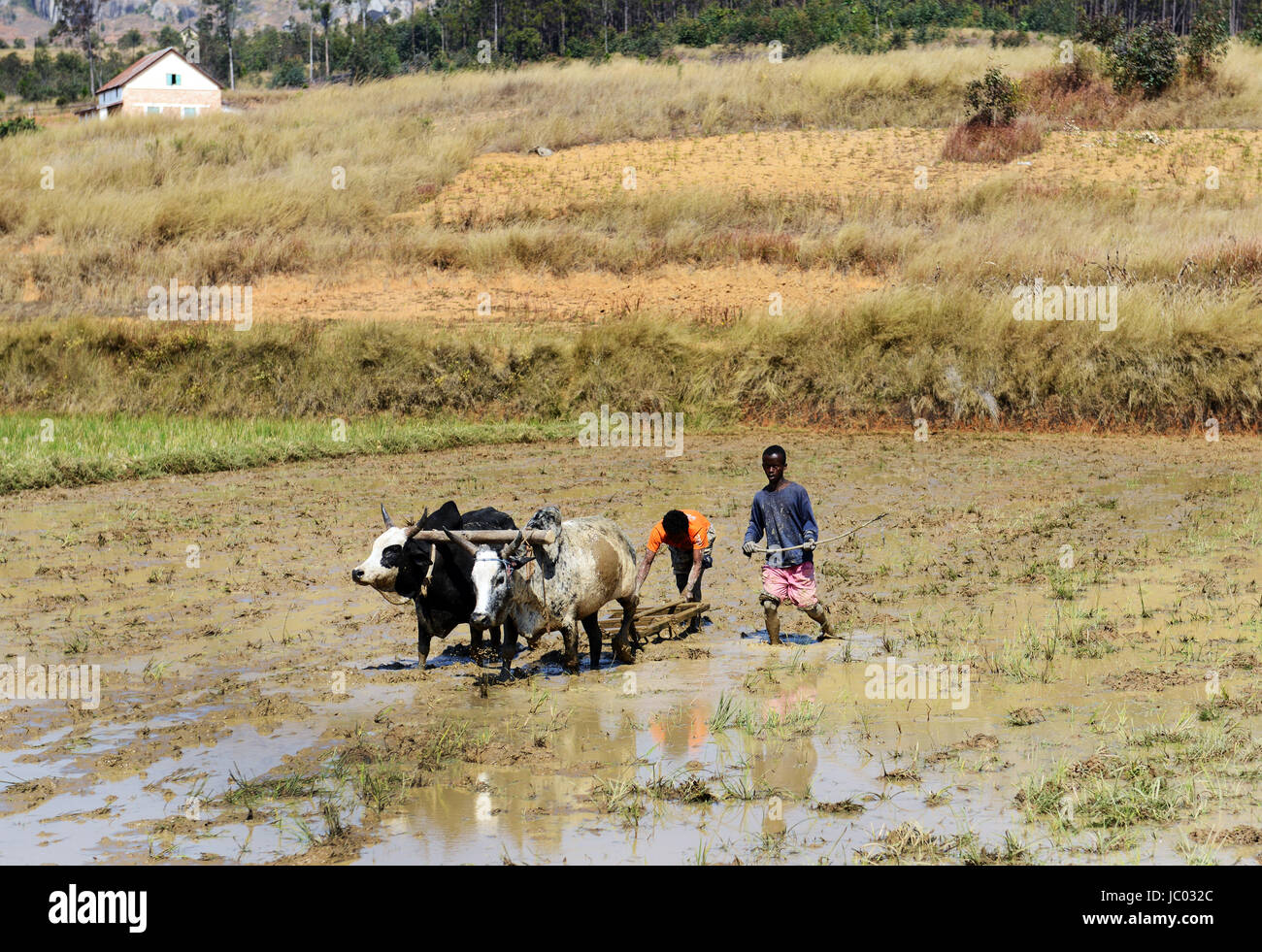 Les agriculteurs malgaches labourer leurs champs en vue de la prochaine récolte de riz. Banque D'Images