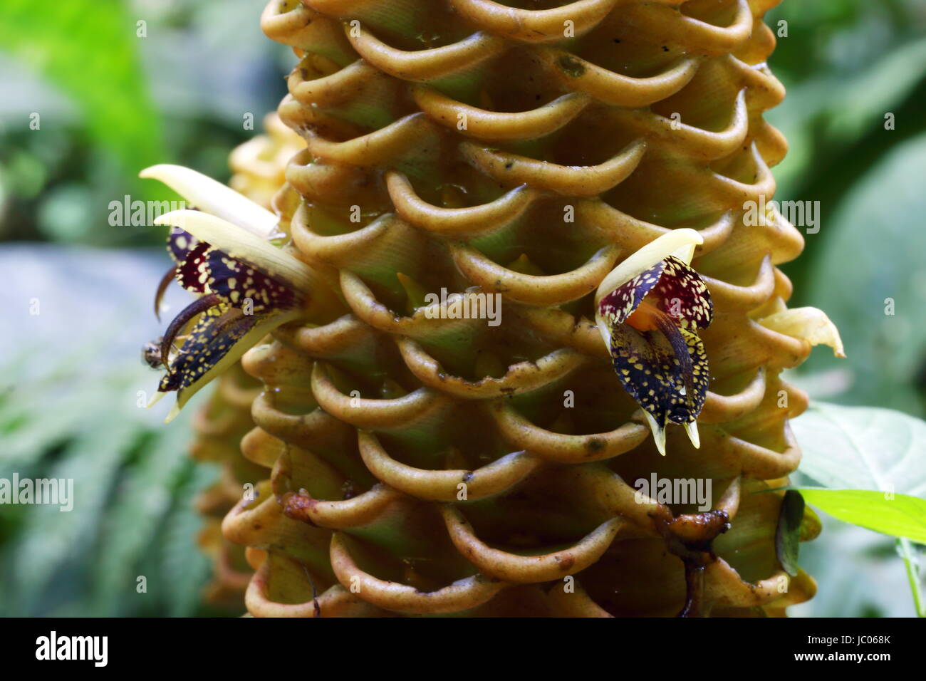 Gros plan de la fleur du zingiber spectabile ou gingembre ruche d'or trouvés dans la jungle tropicale Banque D'Images