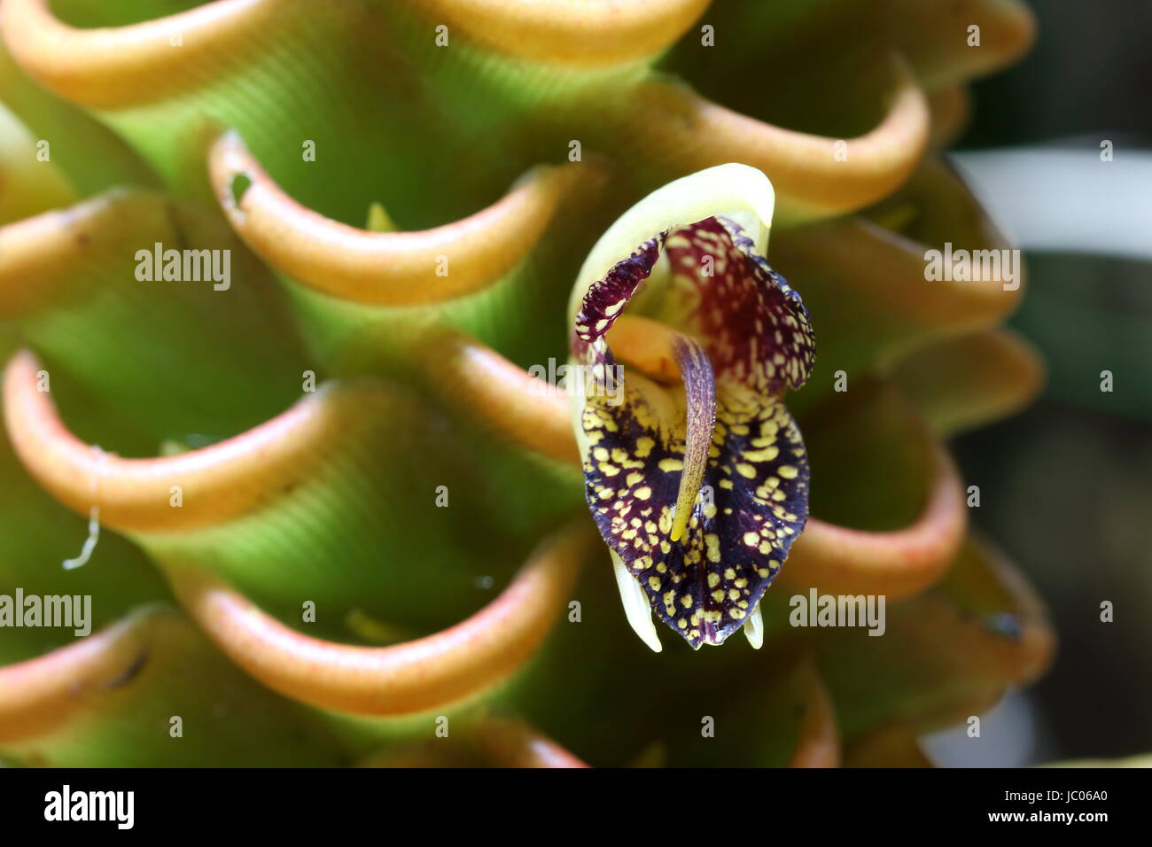 Gros plan de la fleur du zingiber spectabile ou gingembre ruche d'or trouvés dans la jungle tropicale Banque D'Images