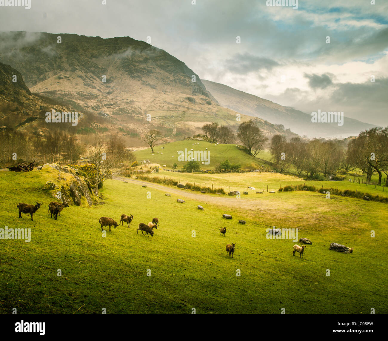 Un magnifique paysage de montagne irlandaise au printemps avec des moutons. Gleninchaquin Park en Irlande. Banque D'Images