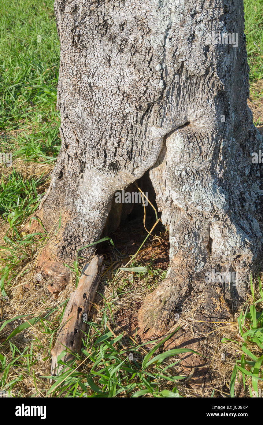 Vieux tronc d'arbre avec un trou dans la base. Banque D'Images