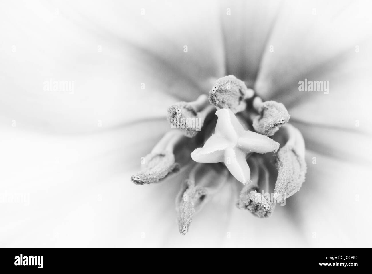 Tulip étamine et pistil en gros plan extrême, macro, monochrome, noir & blanc, Royaume-Uni Banque D'Images