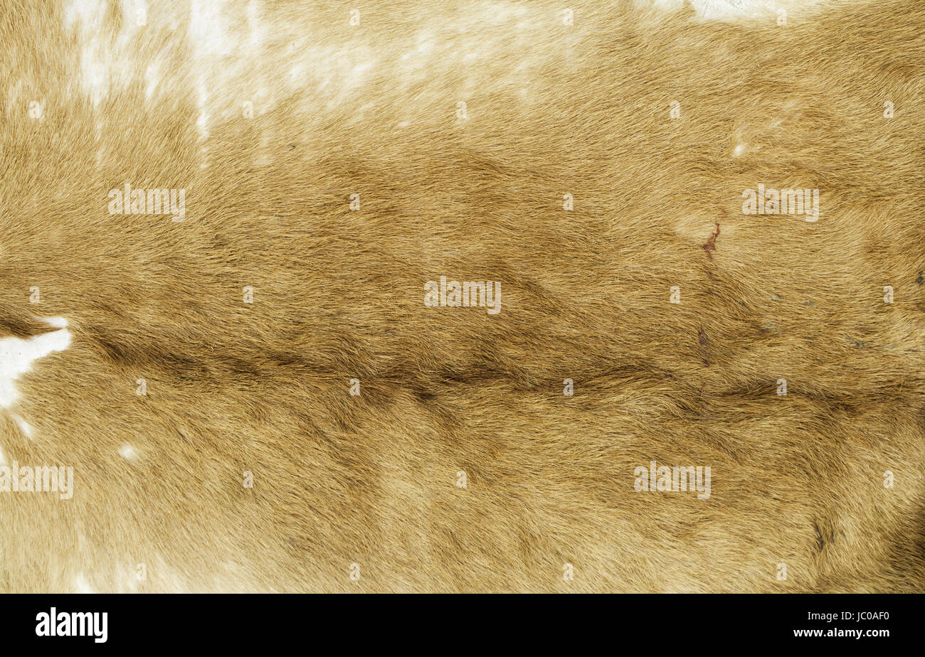 Tapis en peau de chèvre naturelle, des fourrures et des textures Banque D'Images