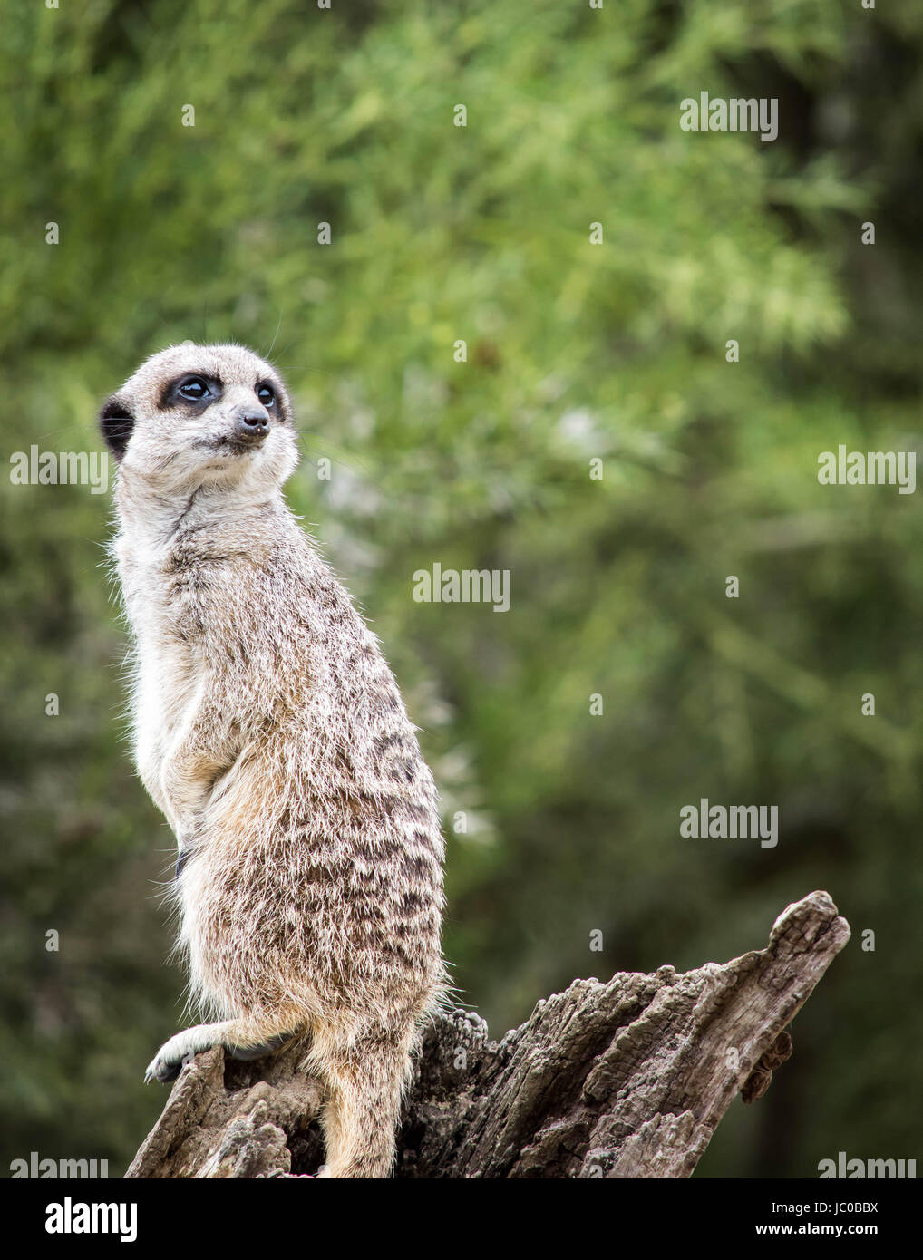 Meerkat alerte veille à Cotswold Wildlife Park à Burford, Oxfordshire, UK Banque D'Images