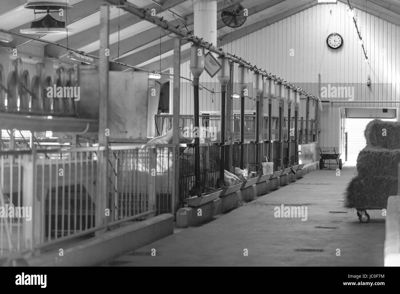 Image en noir et blanc de la grande étable on farm Banque D'Images