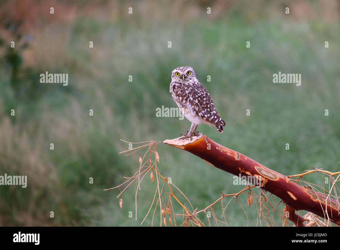 Chevêche des terriers (Athene cunicularia) assis sur un bâton, Huacachina, Pérou Banque D'Images