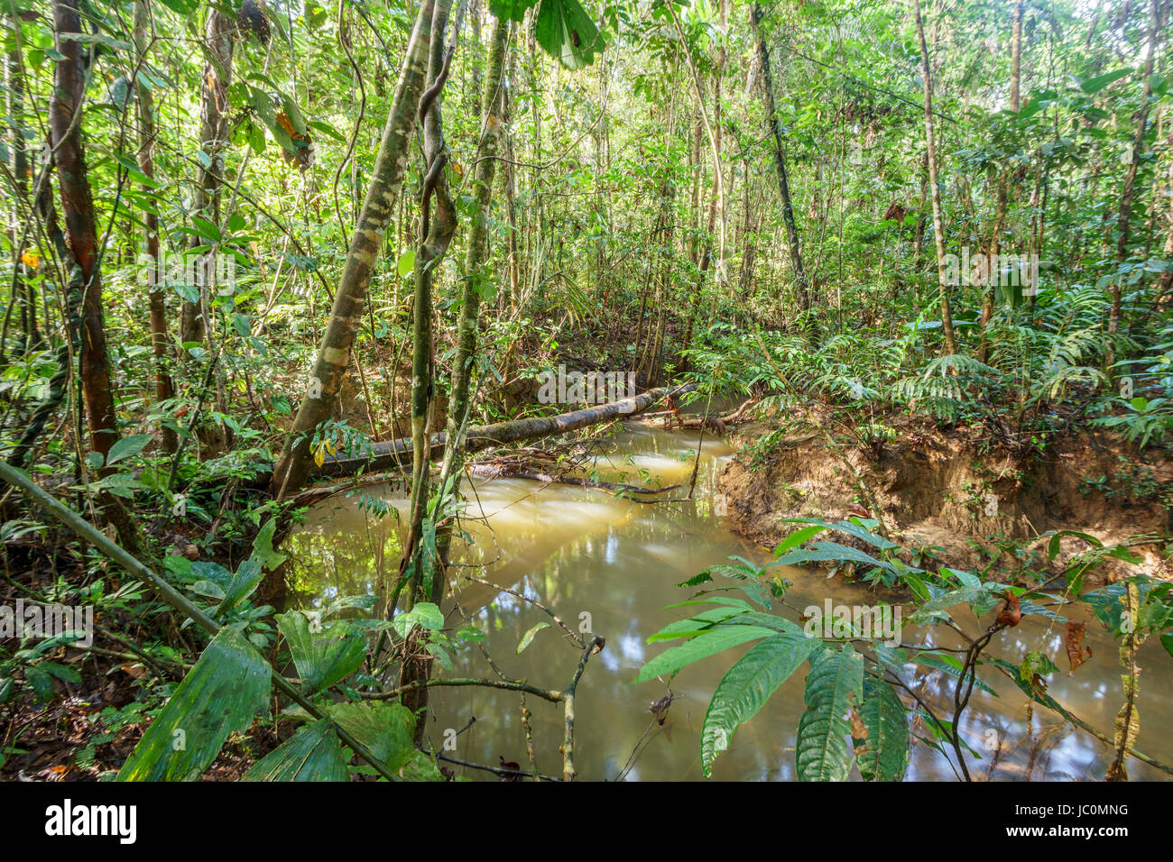 Ombragé ruisseau qui à travers la forêt tropicale vierge en Amazonie équatorienne Banque D'Images