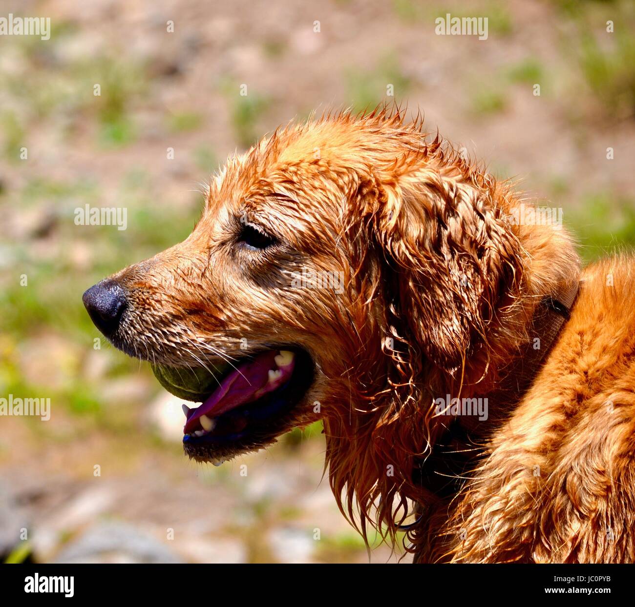 Golden Retriever with ball Banque D'Images