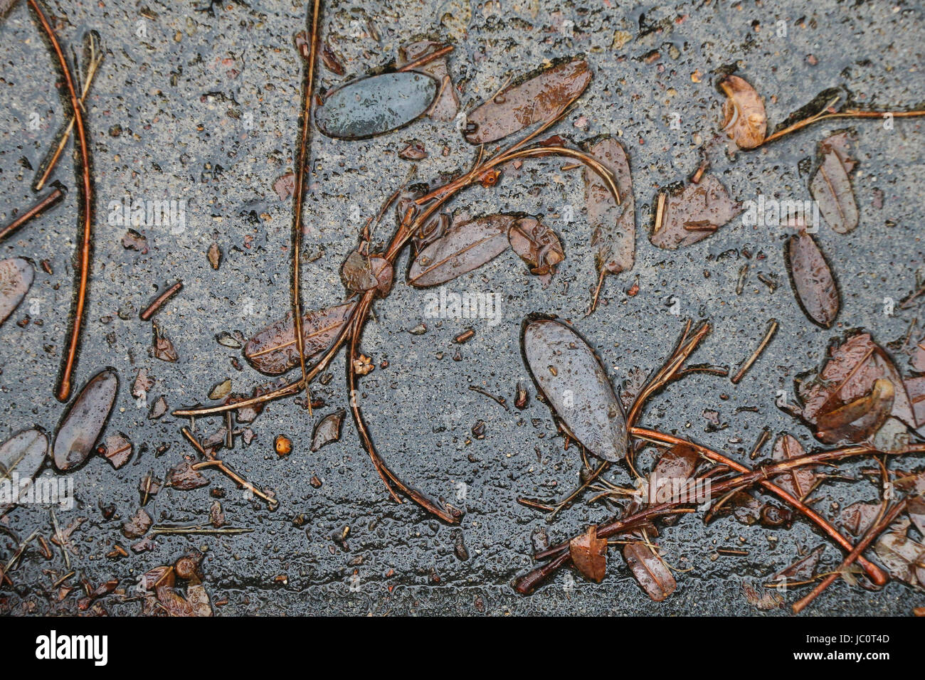 Des morceaux de feuilles et de plantes brun couché sur un trottoir mouillé, leur arrangement naturel formant un motif abstrait. Banque D'Images