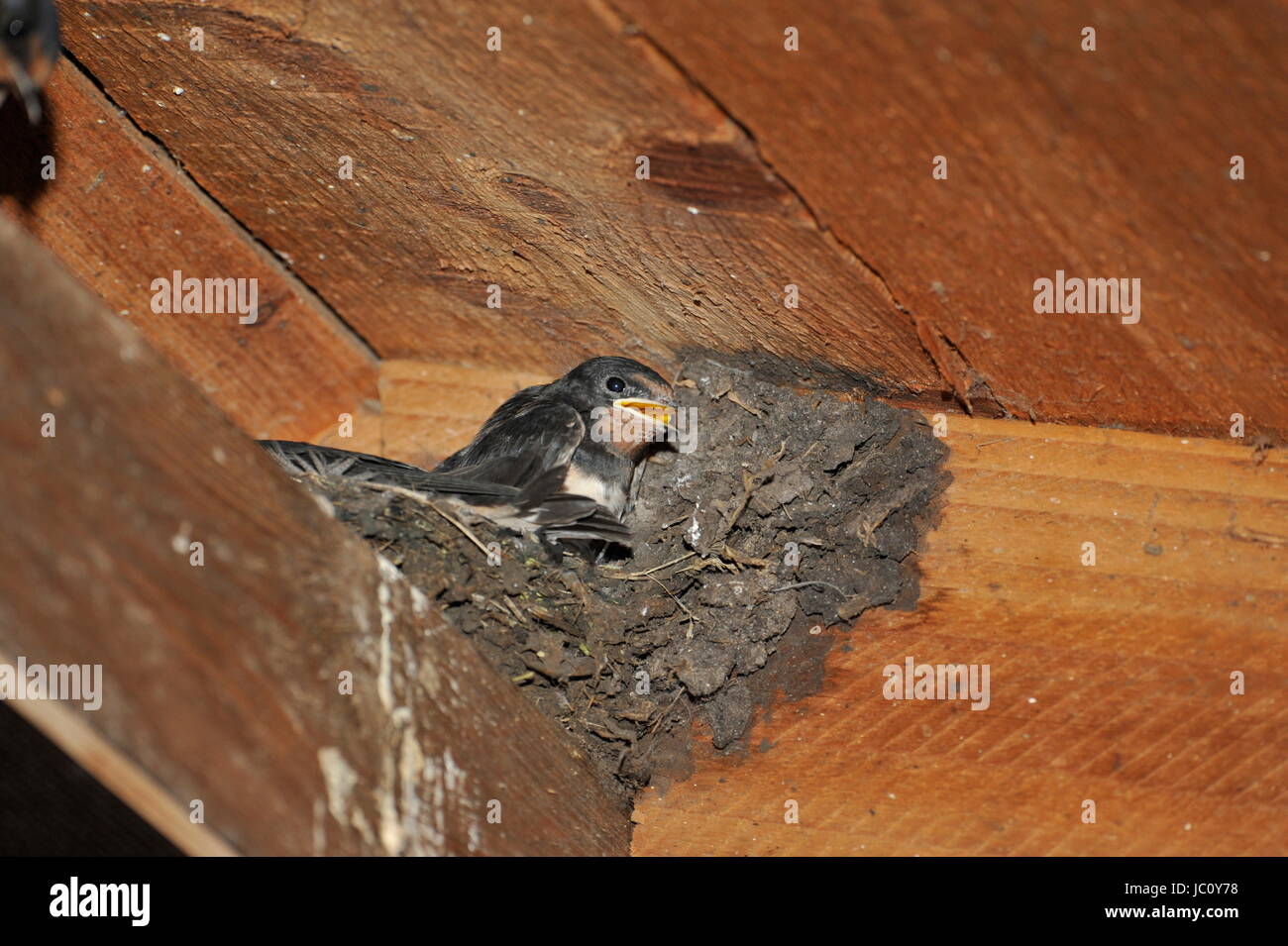 Swallow nest avec des poussins à Steinhuder Meer, en Allemagne. Banque D'Images