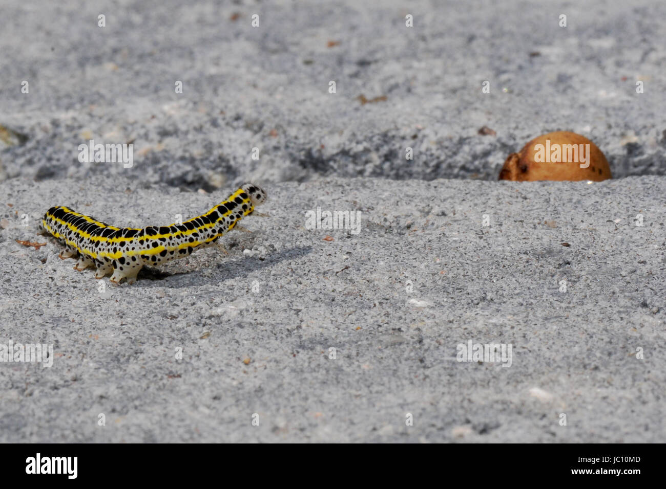 Caterpillar de la phalène d'amphibien Banque D'Images