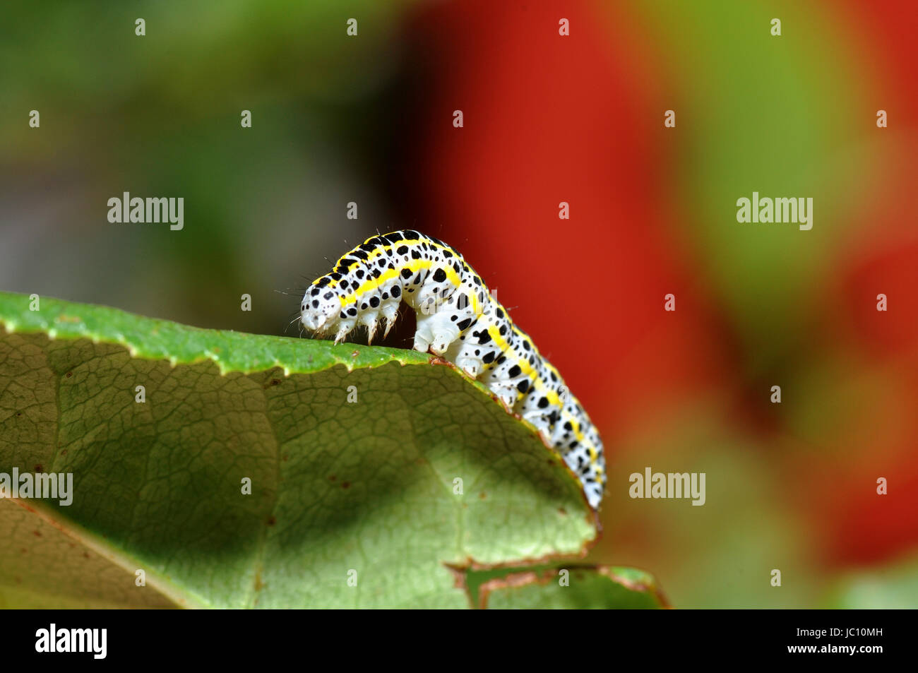 Caterpillar de la phalène d'amphibien Banque D'Images