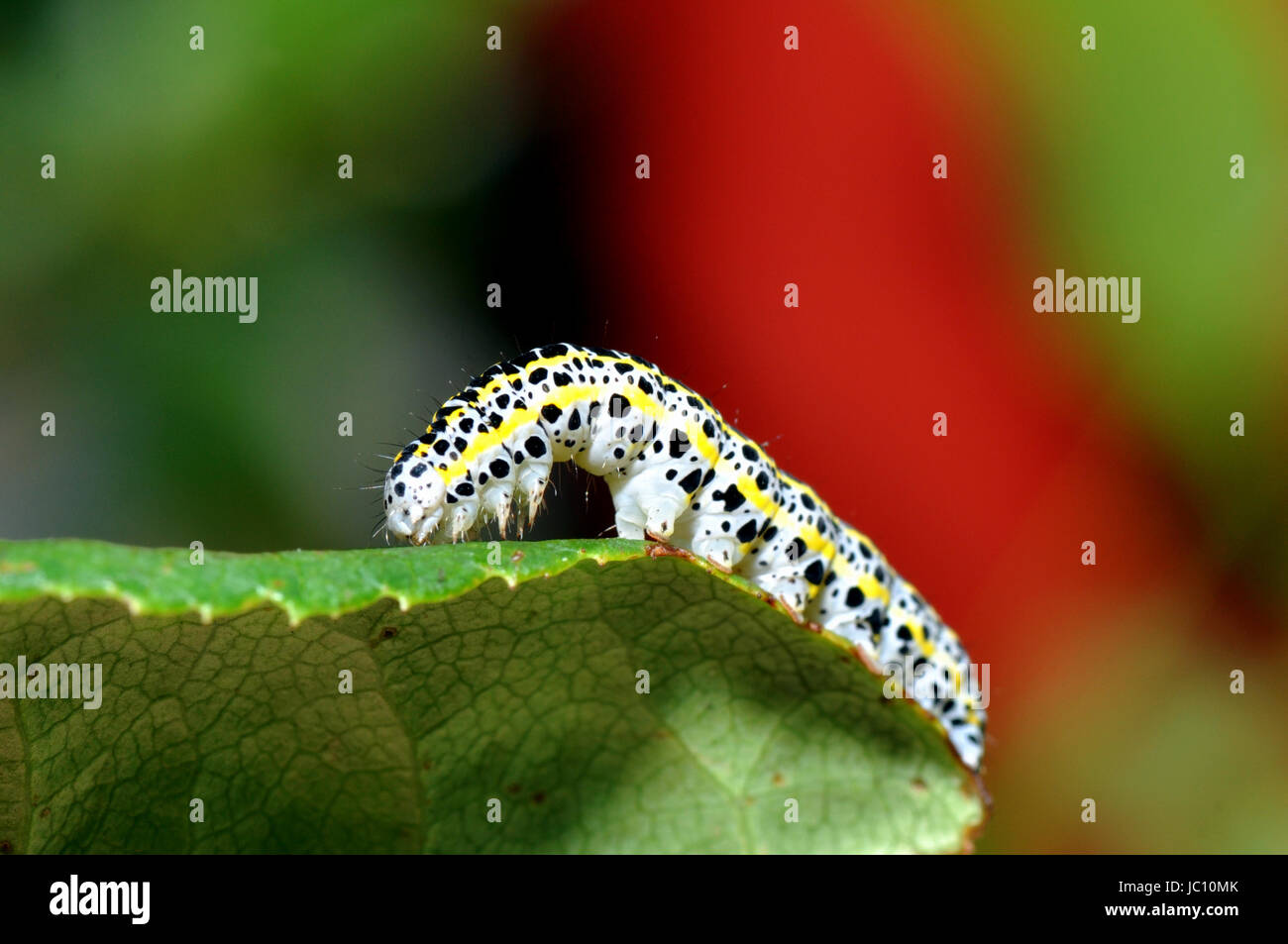 Caterpillar de la phalène d'amphibien Banque D'Images