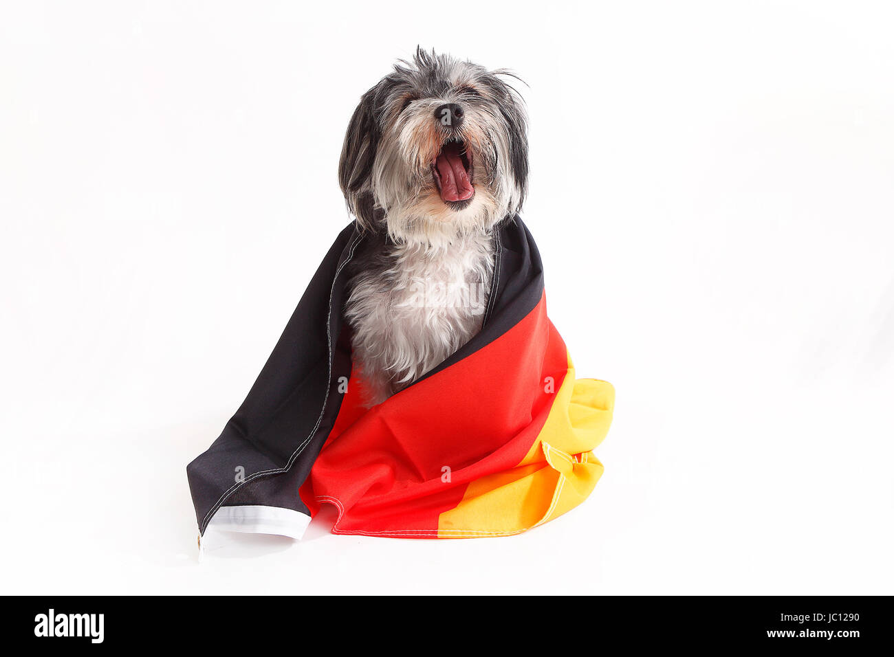 Chien terrier avec drapeau allemand crier devant un fond blanc Banque D'Images