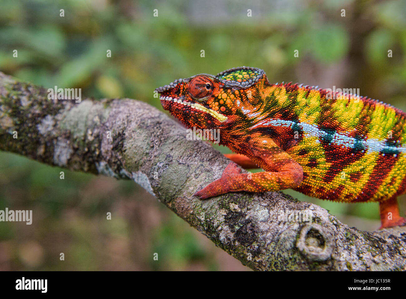 Caméléon Panthère colorée (Furcifer pardalis), Parc national Parc Mantadia- Andasibe, Madagascar Banque D'Images