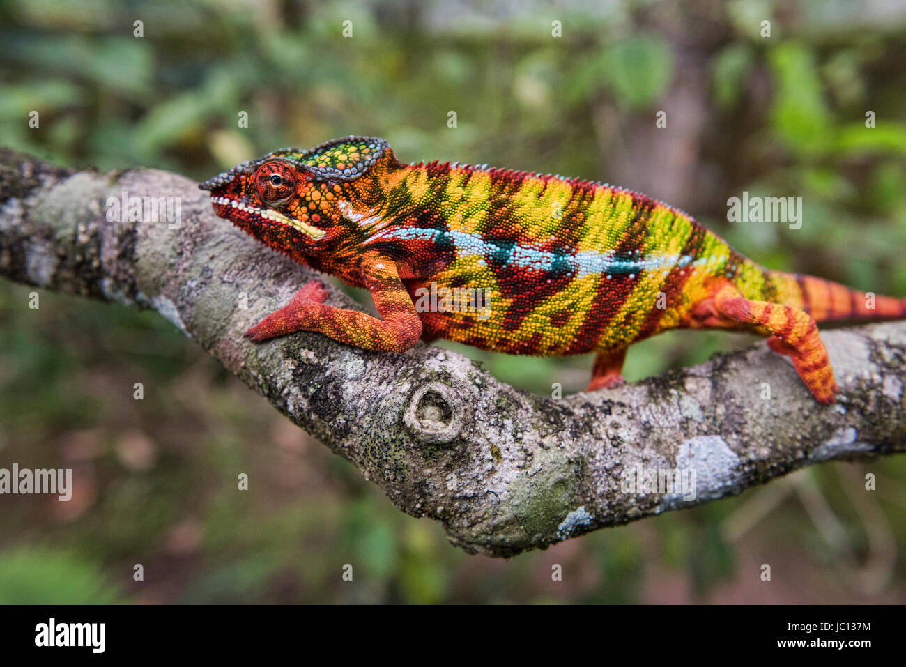 Caméléon Panthère colorée (Furcifer pardalis), Parc national Parc Mantadia- Andasibe, Madagascar Banque D'Images