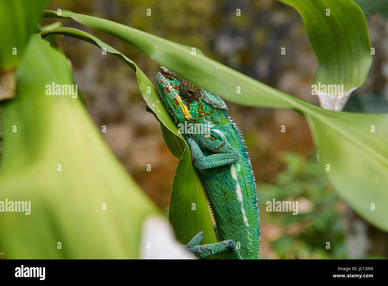 Caméléon Panthère colorée (Furcifer pardalis), Parc national Parc Mantadia- Andasibe, Madagascar Banque D'Images