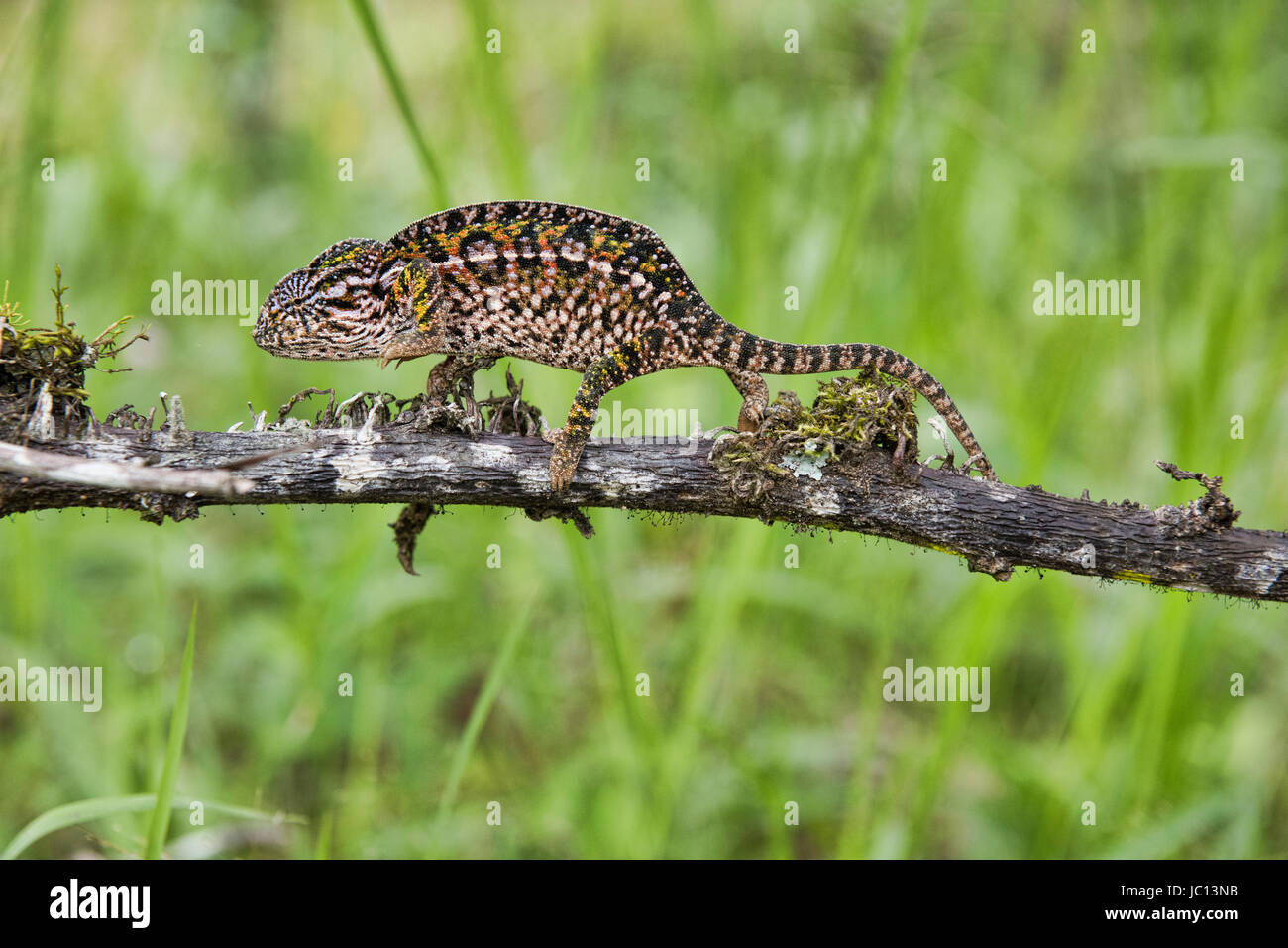 Bordée de blanc ou de tapis (caméléon Furcifer lateralis), Parc national Parc Mantadia- Andasibe, Madagascar Banque D'Images