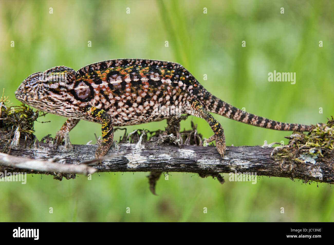 Bordée de blanc ou de tapis (caméléon Furcifer lateralis), Parc national Parc Mantadia- Andasibe, Madagascar Banque D'Images