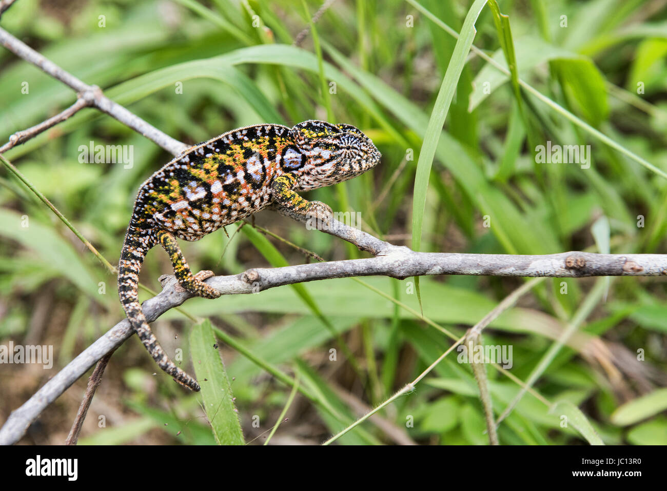 Bordée de blanc ou de tapis (caméléon Furcifer lateralis), Parc national Parc Mantadia- Andasibe, Madagascar Banque D'Images