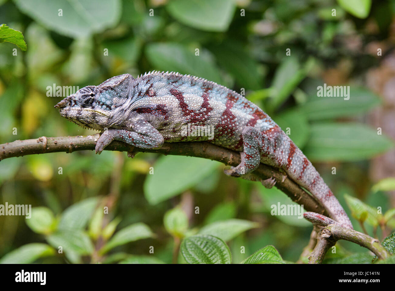 Caméléon Panthère colorée (Furcifer pardalis), Île Sainte-Marie, Madagascar Banque D'Images