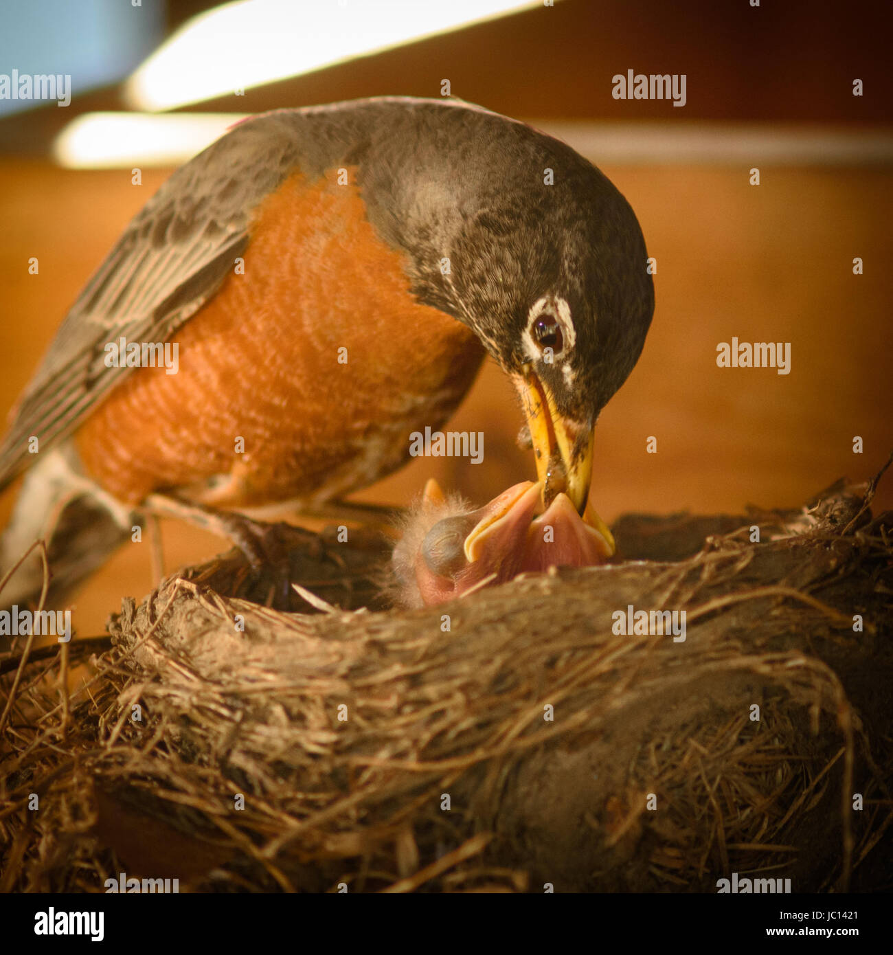 Red-breasted Robin oiseau de mère et bébé. Parent consomme des aliments partiellement, régurgite pour nourrir les bébés. Le nid est constitué de brindilles et d'herbe drue, d'autres débris Banque D'Images Red-breasted Robin oiseau de mère et bébé. Parent consomme des aliments partiellement, régurgite pour nourrir les bébés. Le nid est constitué de brindilles et d'herbe drue, d'autres débris Banque D'Images