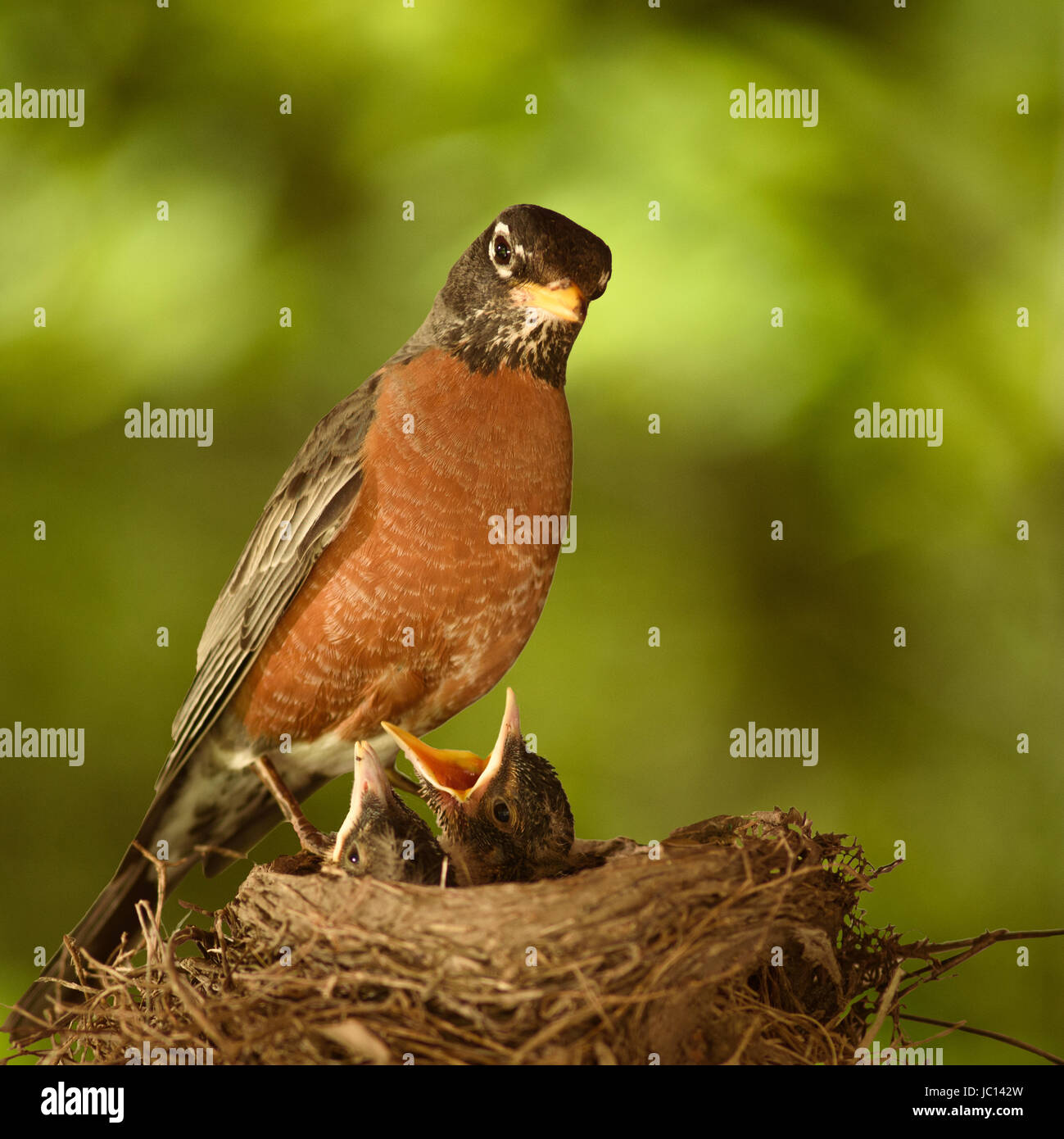 Red-breasted Robin oiseau de mère et bébé. Parent consomme des aliments partiellement, régurgite pour nourrir les bébés. Le nid est constitué de brindilles et d'herbe drue, d'autres débris Banque D'Images Red-breasted Robin oiseau de mère et bébé. Parent consomme des aliments partiellement, régurgite pour nourrir les bébés. Le nid est constitué de brindilles et d'herbe drue, d'autres débris Banque D'Images