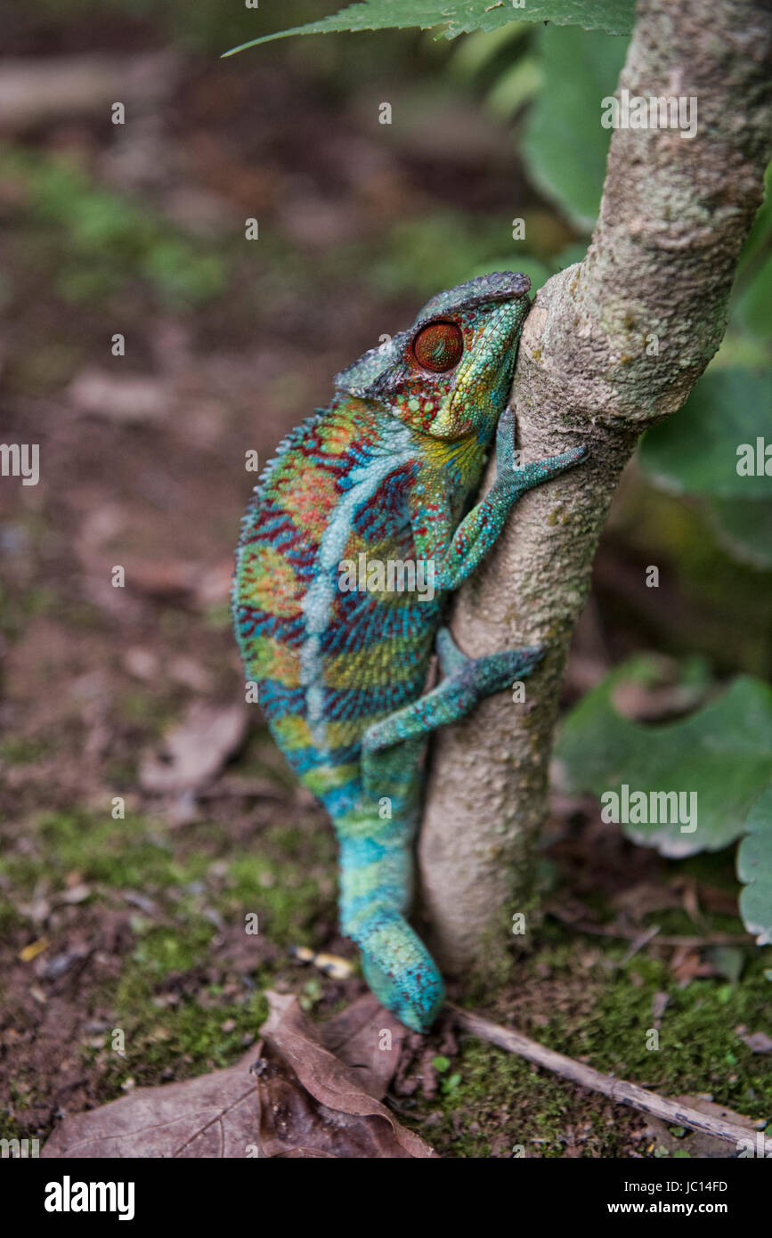 Caméléon Panthère colorée (Furcifer pardalis), Parc national Parc Mantadia- Andasibe, Madagascar Banque D'Images