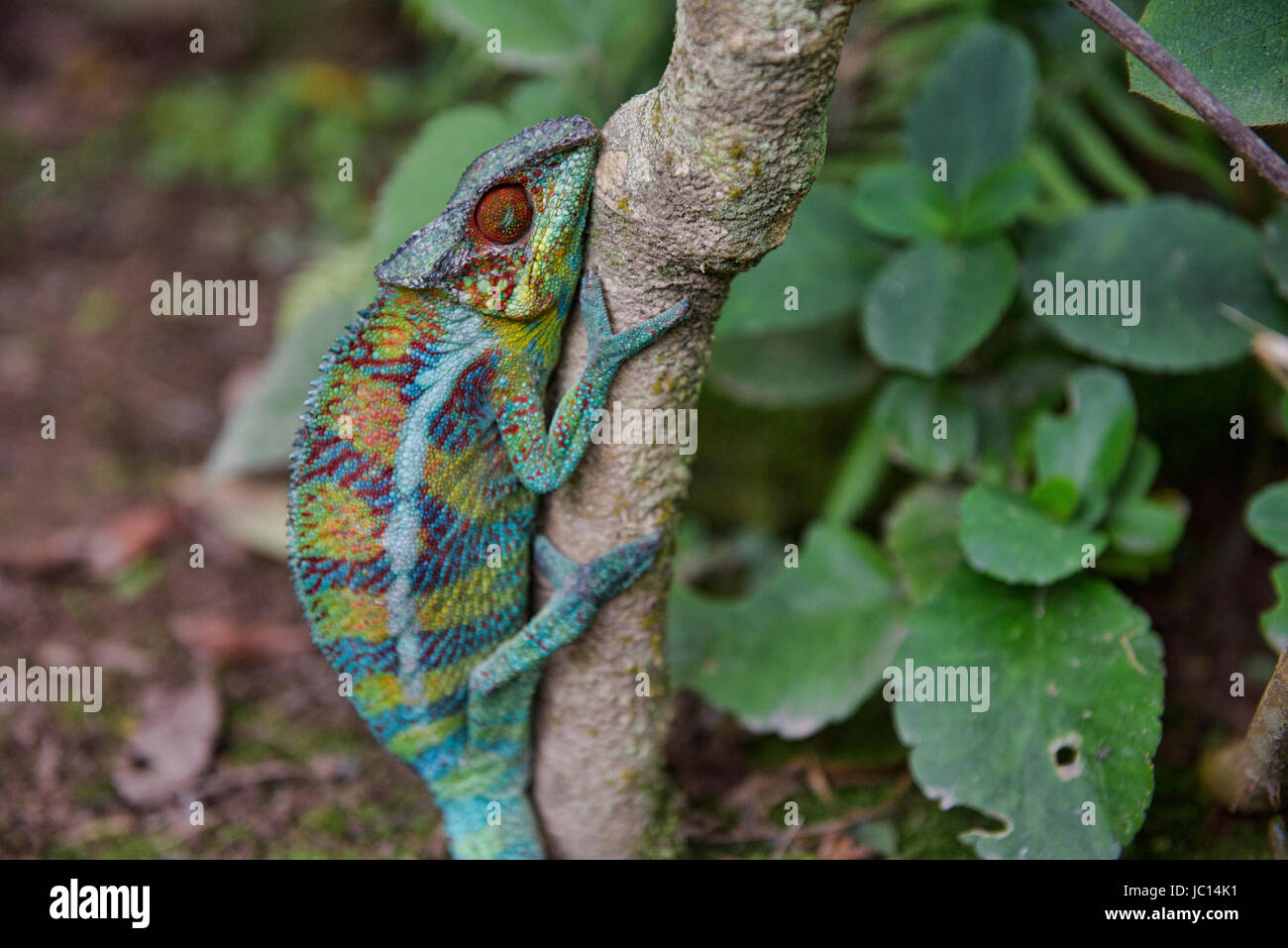 Caméléon Panthère colorée (Furcifer pardalis), Parc national Parc Mantadia- Andasibe, Madagascar Banque D'Images