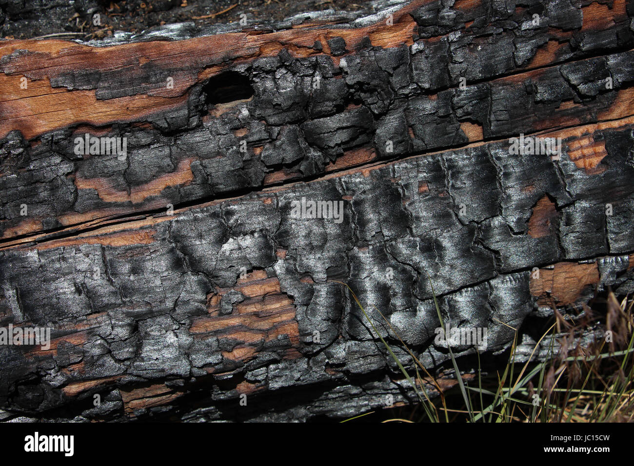 Close-up of noircis écorce de pins matures d'un grand arbre qui est tombé après un terrible incendie de forêt sur la montagne du Mont Palomar, en Californie. Banque D'Images