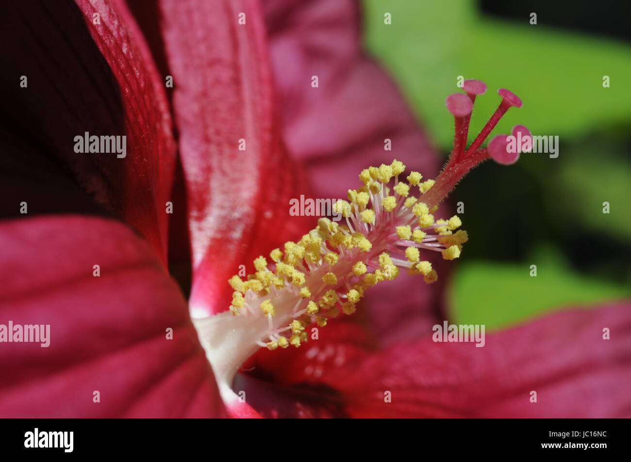 Riesenhibiskus, riesenriesenhibiskus riesenhibiscus, hibiscus