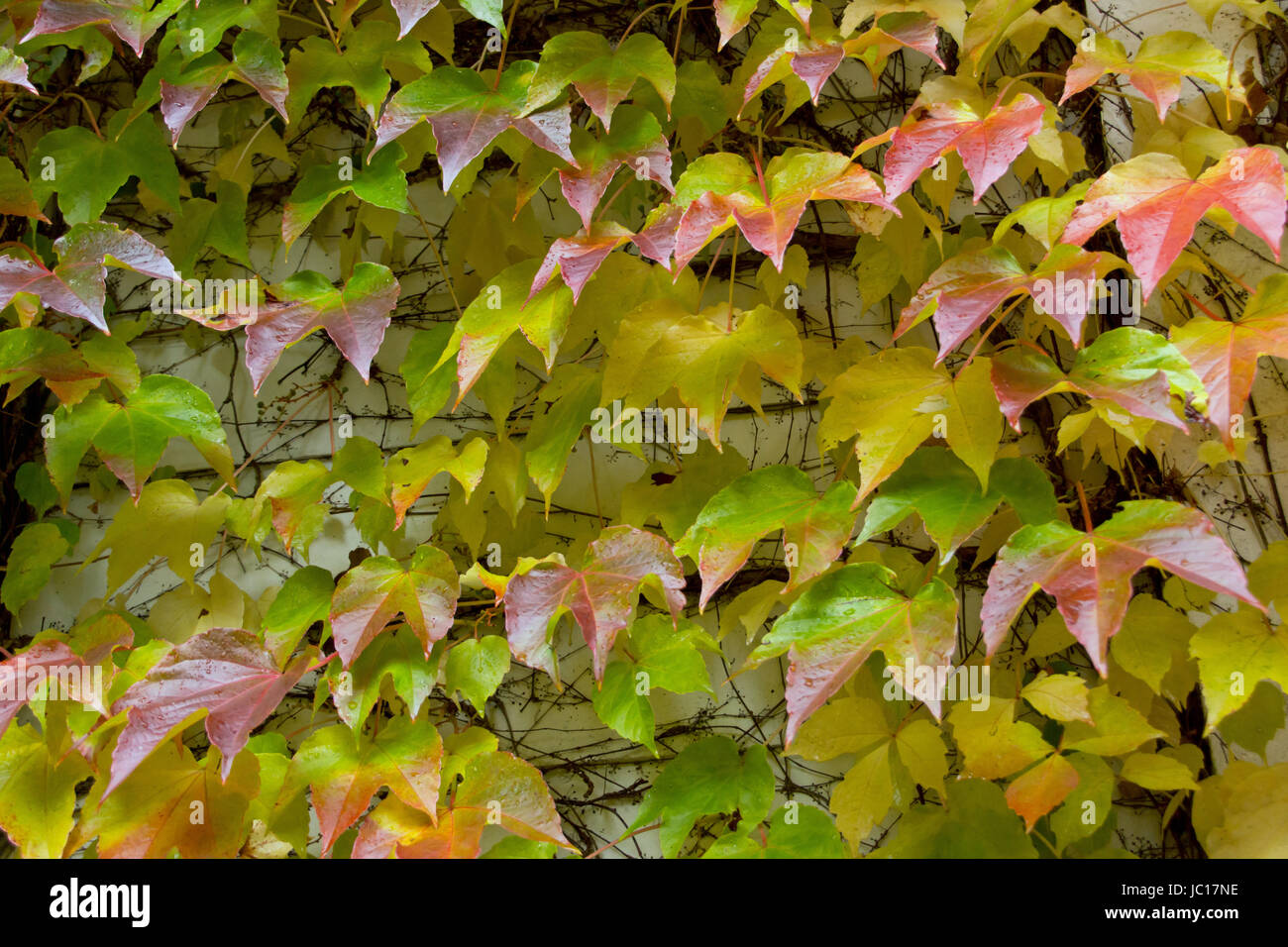 Automne fond Banque D'Images