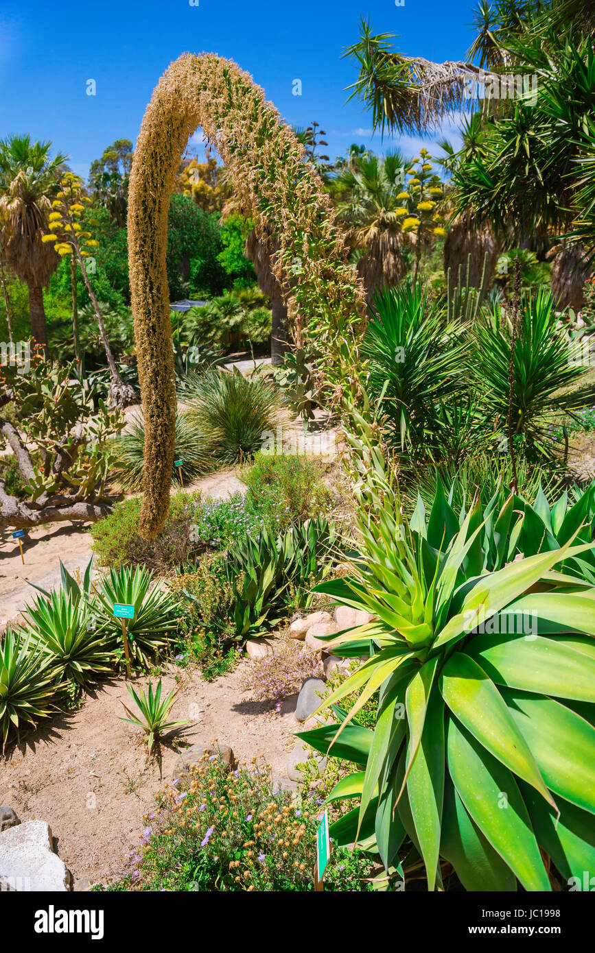 Jardin botanique de Cagliari, vue d'immenses cactus agave cultivé dans la plante succulente zone dans le Jardin Botanique à Cagliari, Sardaigne. Banque D'Images