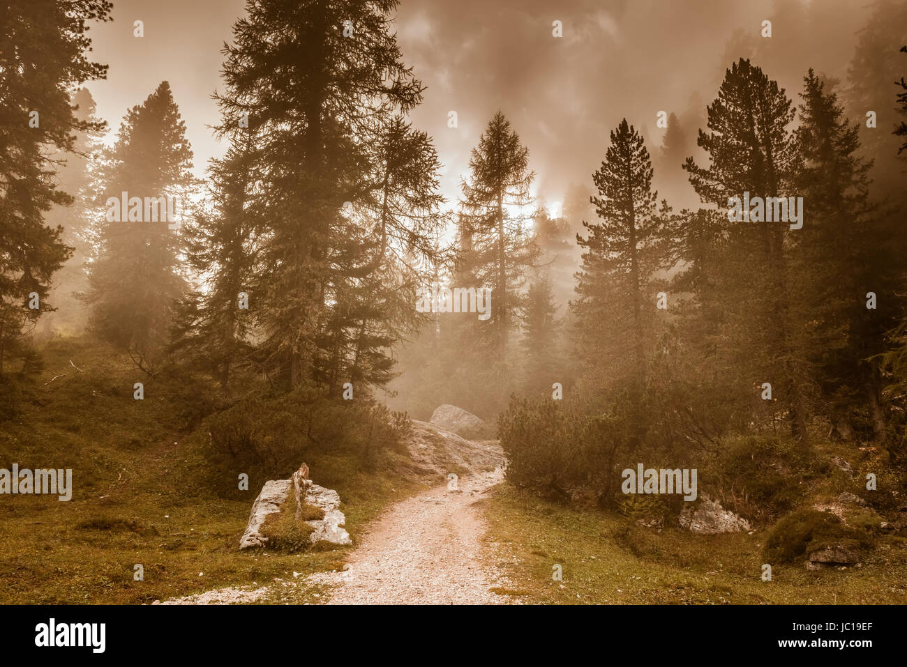 Belle forêt de pins et mystique du soleil, Alpes Dolomites, Italie Banque D'Images