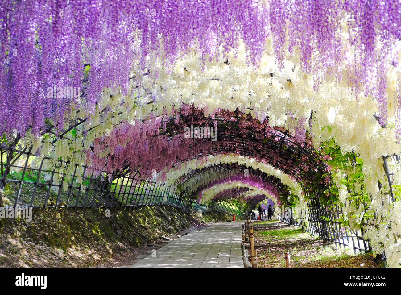 Tunnel de glycine en pleine floraison à Kawachi Fujien Jardin glycine à Kitakyushu, Fukuoka, Japon Banque D'Images