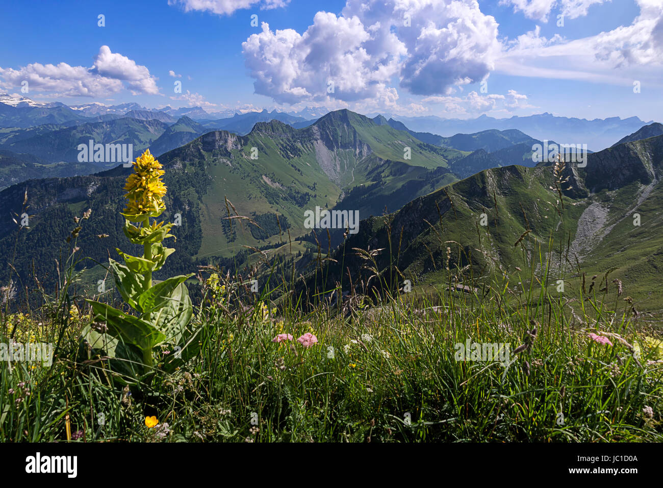 Alpes florissant Banque D'Images