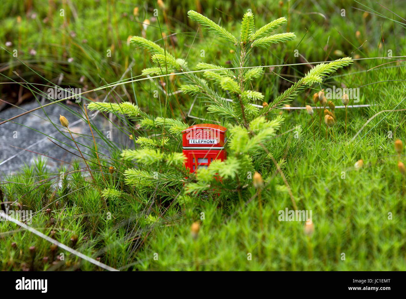 forêt rouge Banque D'Images